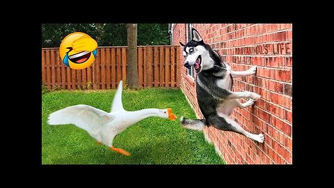 Hilarious Animal Video *MUST WATCH 🤣*