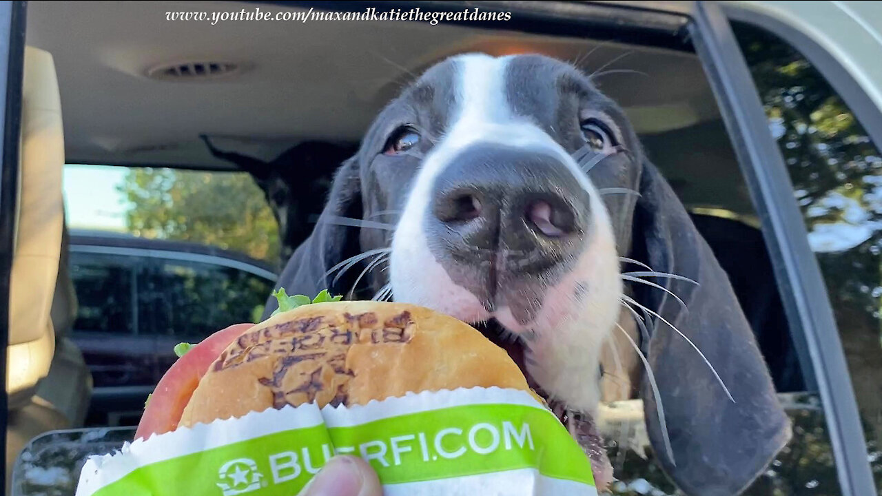 Funny Great Dane Puppy Doesn't Want To Share Her First Burger Fi