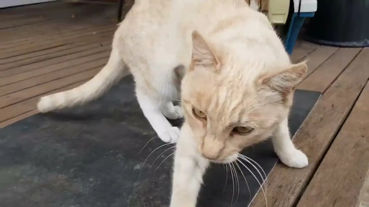 Neighbours cat ready to go home