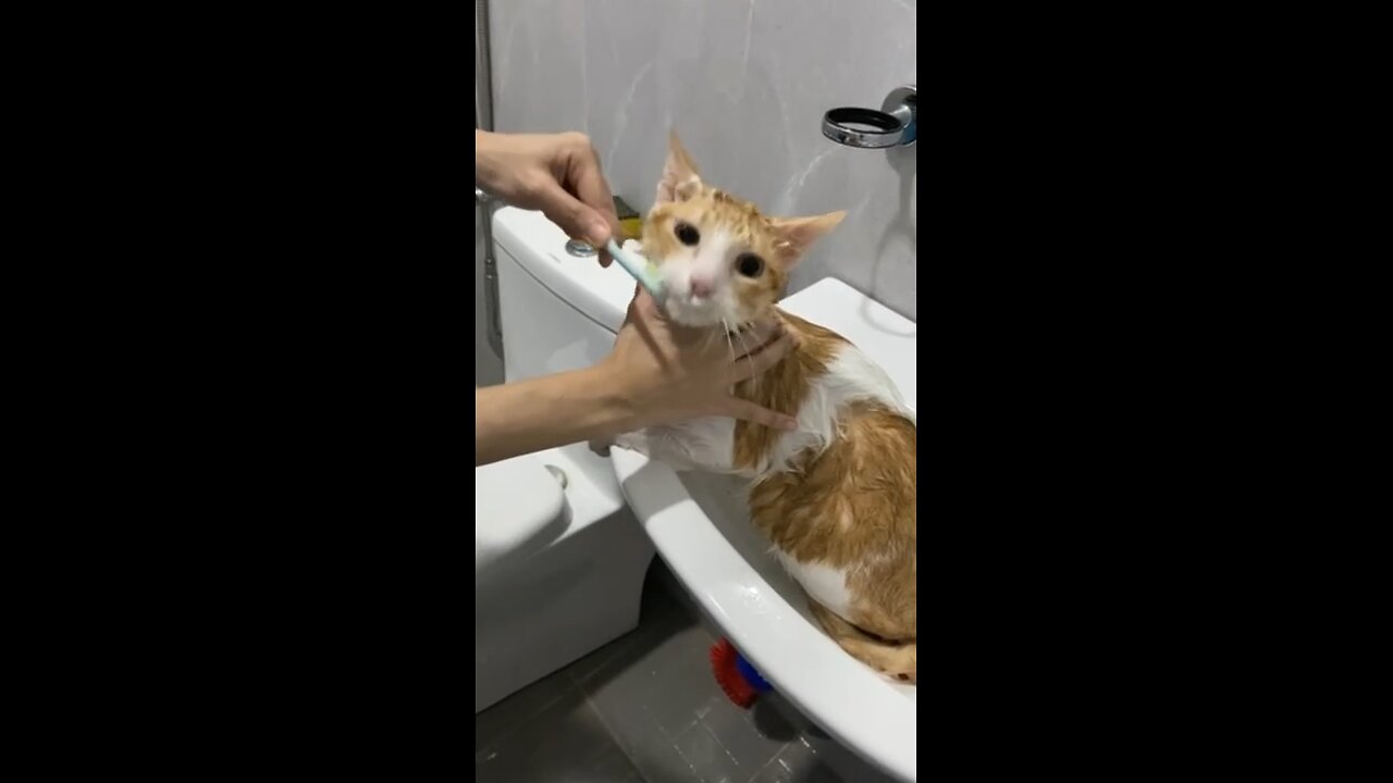 My cat’s bath time