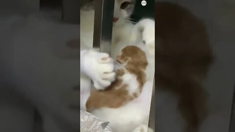 cute cat videos 😹 funny videos 😂 507 😻