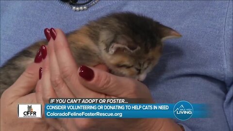 Foster & Get Involved! // Colorado Feline Rescue