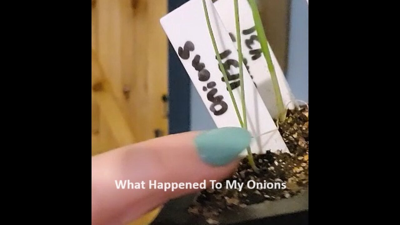 What Happened to My Onions!!