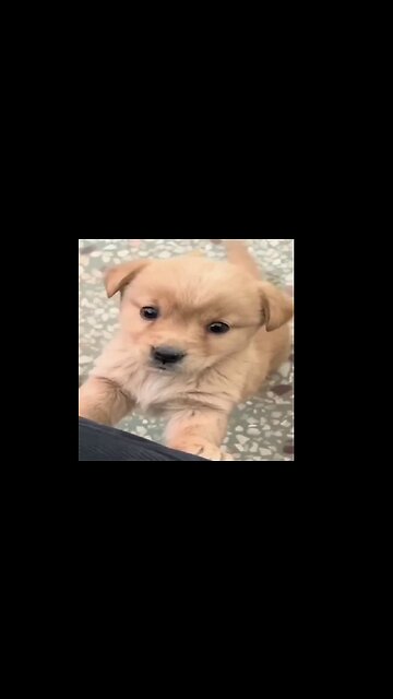 Baby dog #cute puppy barking #viral #shorts