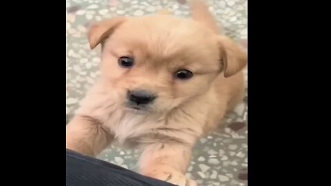 Baby dog #cute puppy barking #viral #shorts