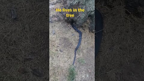 Tree Snake