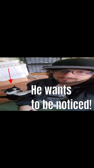 MONSTROUS human ignores kitty for 45 seconds straight.