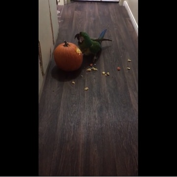 Parrot carves his pumpkin for Halloween