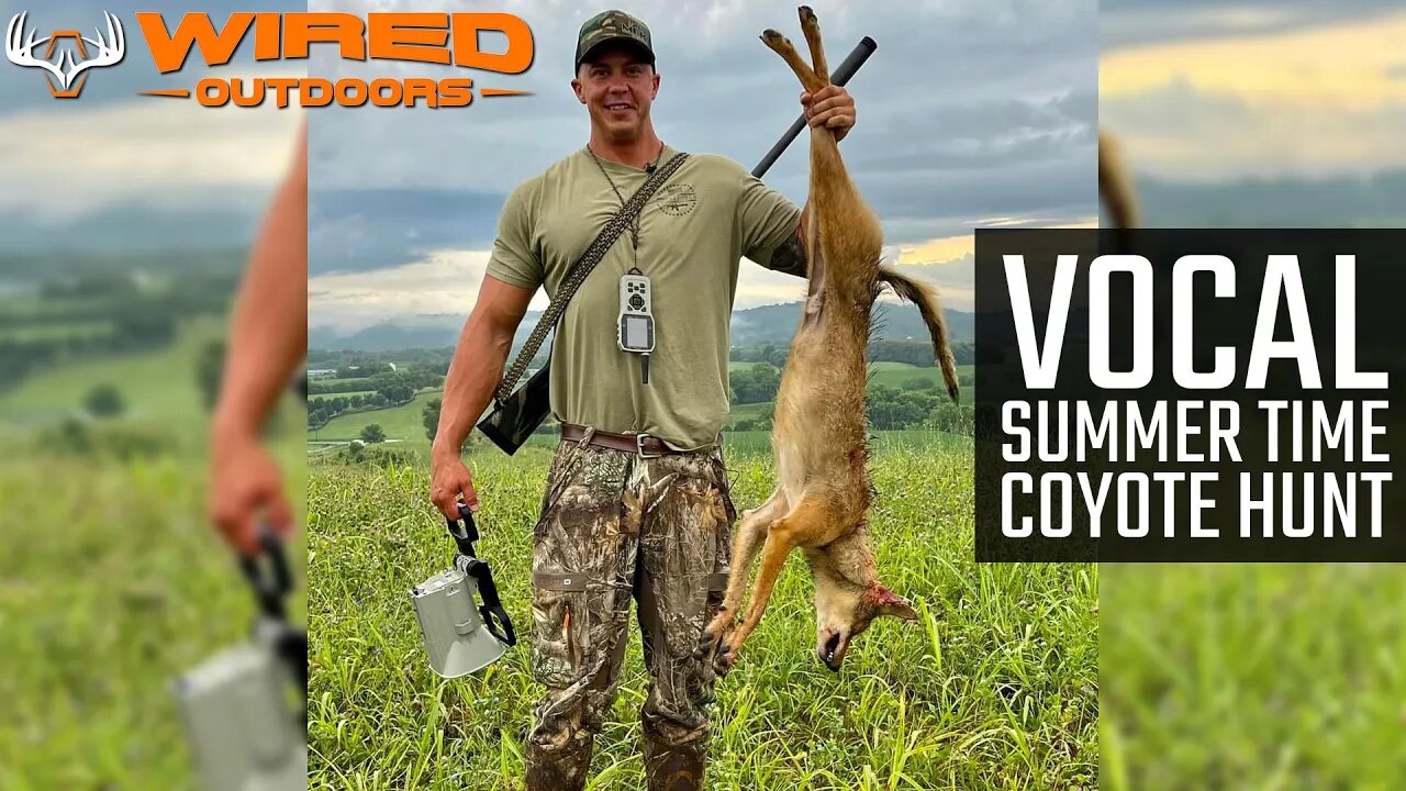 Vocal Summer Time Coyote Hunt