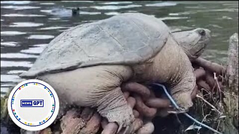 Meet 'Chonkasaurus,' the snapping turtle sensation