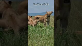 Maasai Mara Sightings Today 01/03/22 (Lions, Buffalo, etc) | Zebra Plains | #shorts