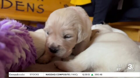 Positively the Heartland: Puppies with purpose bring peace as therapy animals in Omaha and beyond