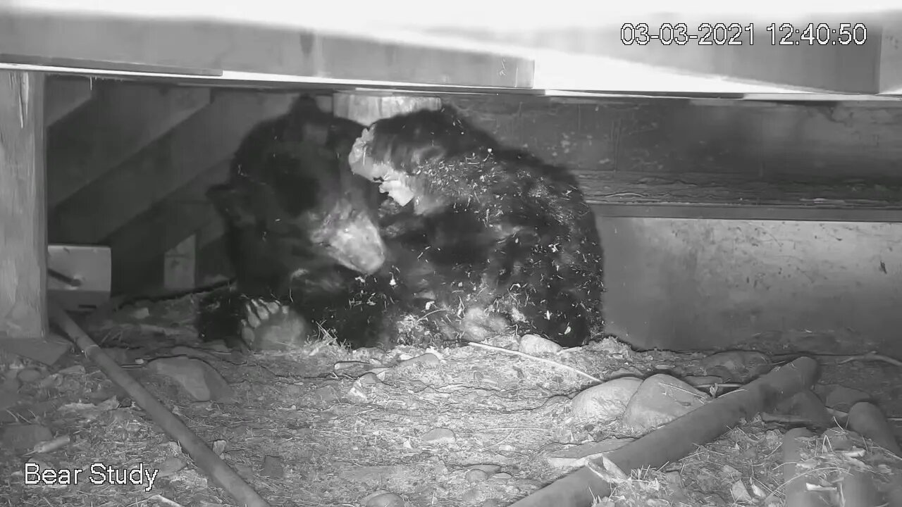 Groggy male black bear waking up