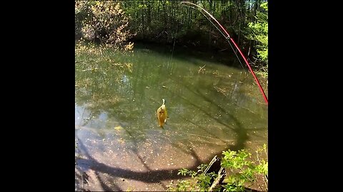 Bluegill on tiny walmart lure