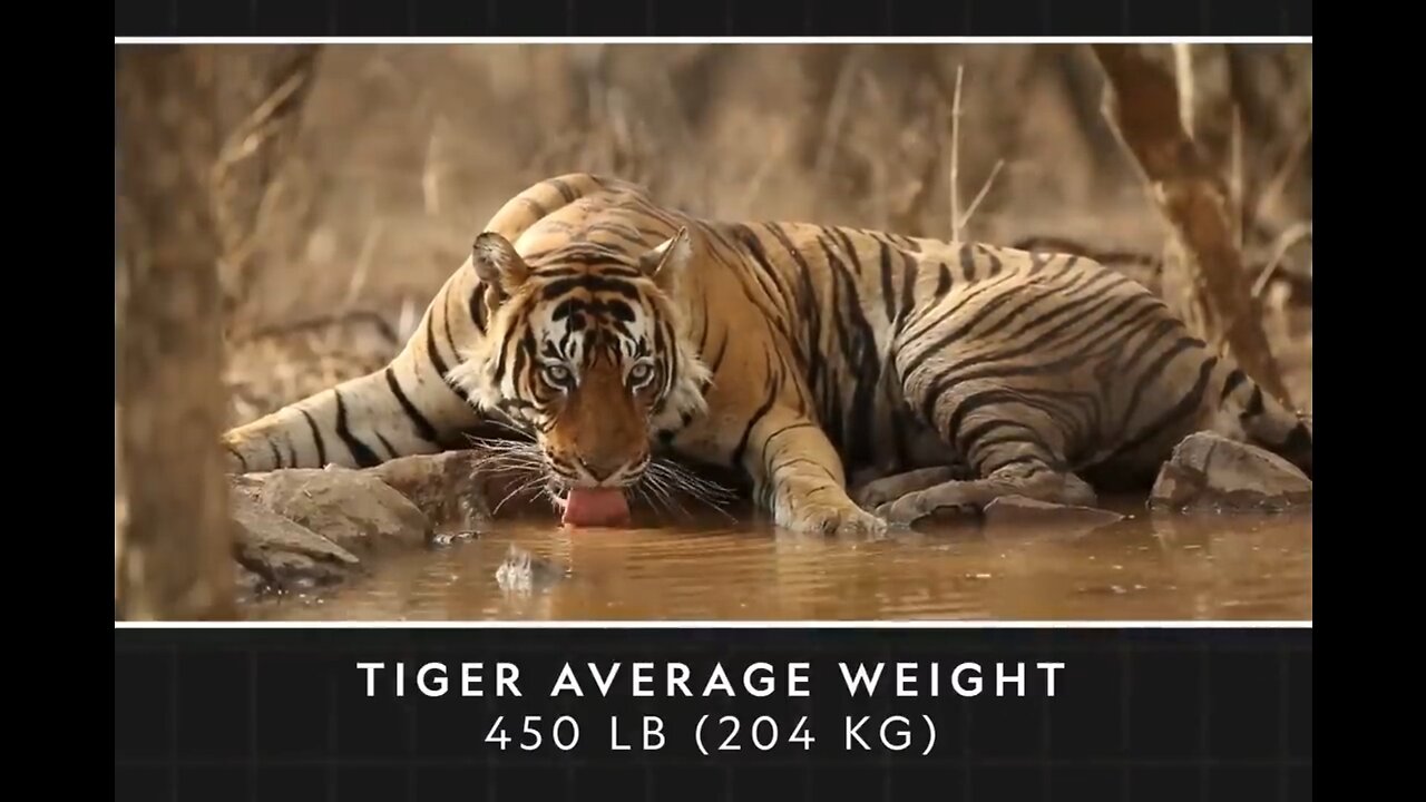 Royal Bengal Tiger | Big Beautiful Cat 🐈🐈