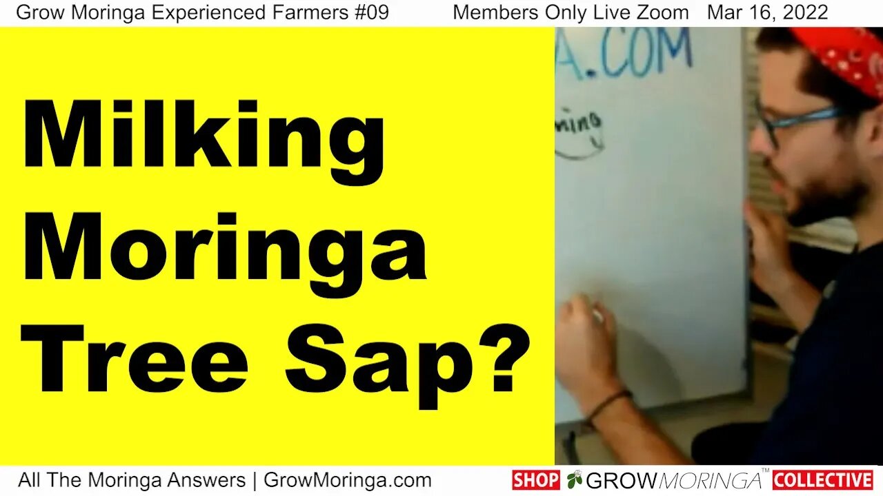 Milking Moringa Tree Sap