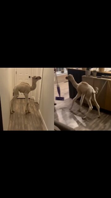 Camel 🐪baby | Enjoying | #pets #rumble #Entertainment