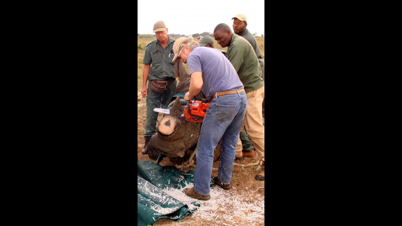 Why Are These Guys Cutting Off Rhino's Horn?