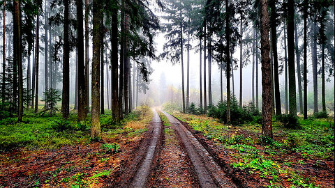 Foggy Afternoon Walk - Foggy Walk In The Moor ASMR Without Music