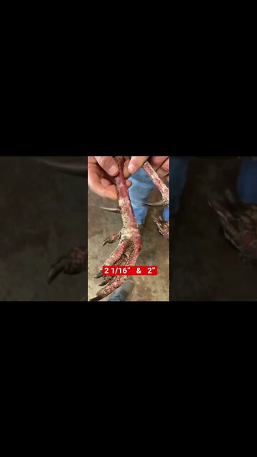 2”+ Spurs on this Record Turkey!