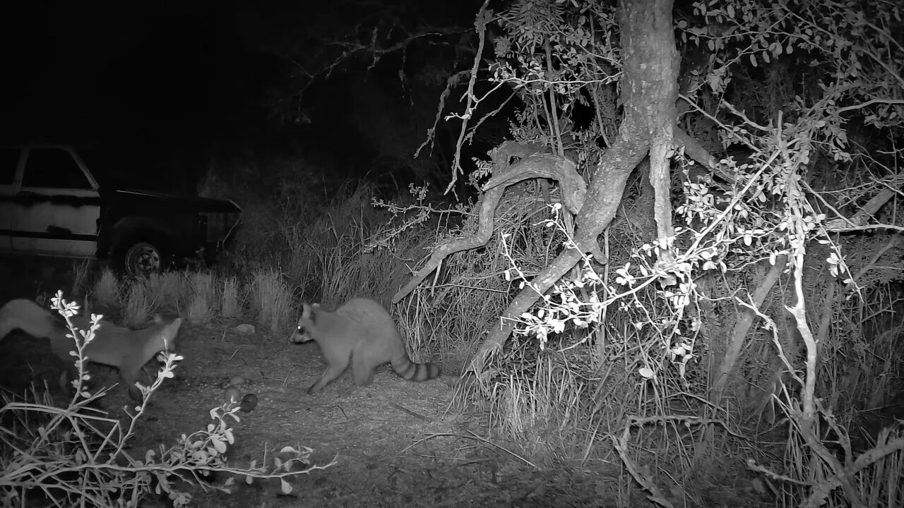 a gray fox and a raccoon eating some late night snacks