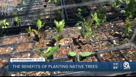 Free trees available in Indian River County