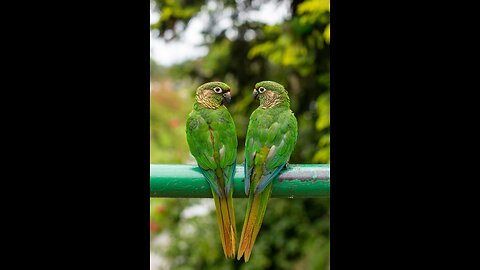 Pity the birds among them