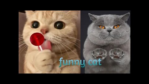 funny animals cute cats @cute animals