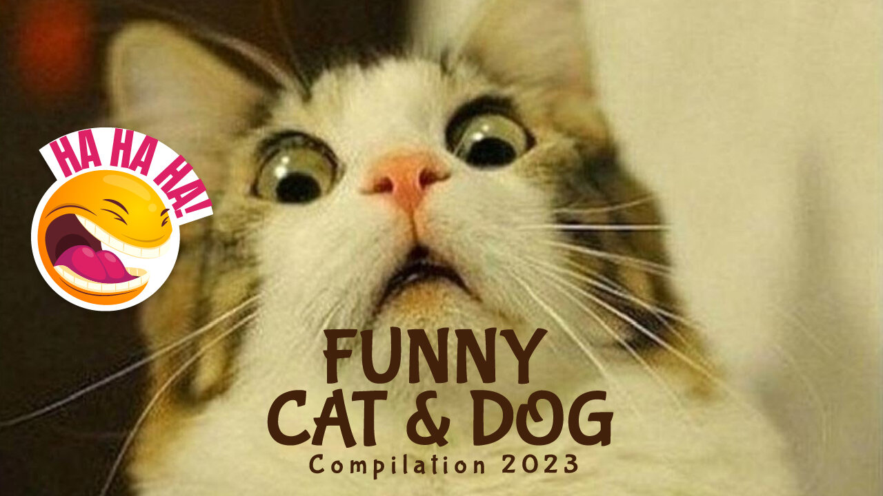 Funny Cat & Dog Compilation 2023 #1