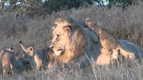 Male lion playing with cubs at Shamwari