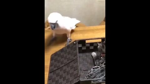 What the....take that kitty. 😂😳🦜