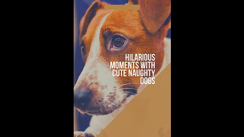 Hilarious Moments With Cute Naughty Dogs
