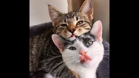 funny a hug cats