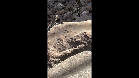 Lizards chilling looking at a human