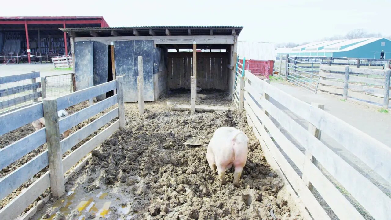 Pigs Running Around in Mud