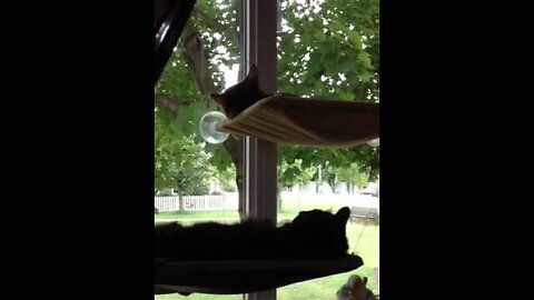 Bentley Bengal Has Bunk Bed Fight - Funny