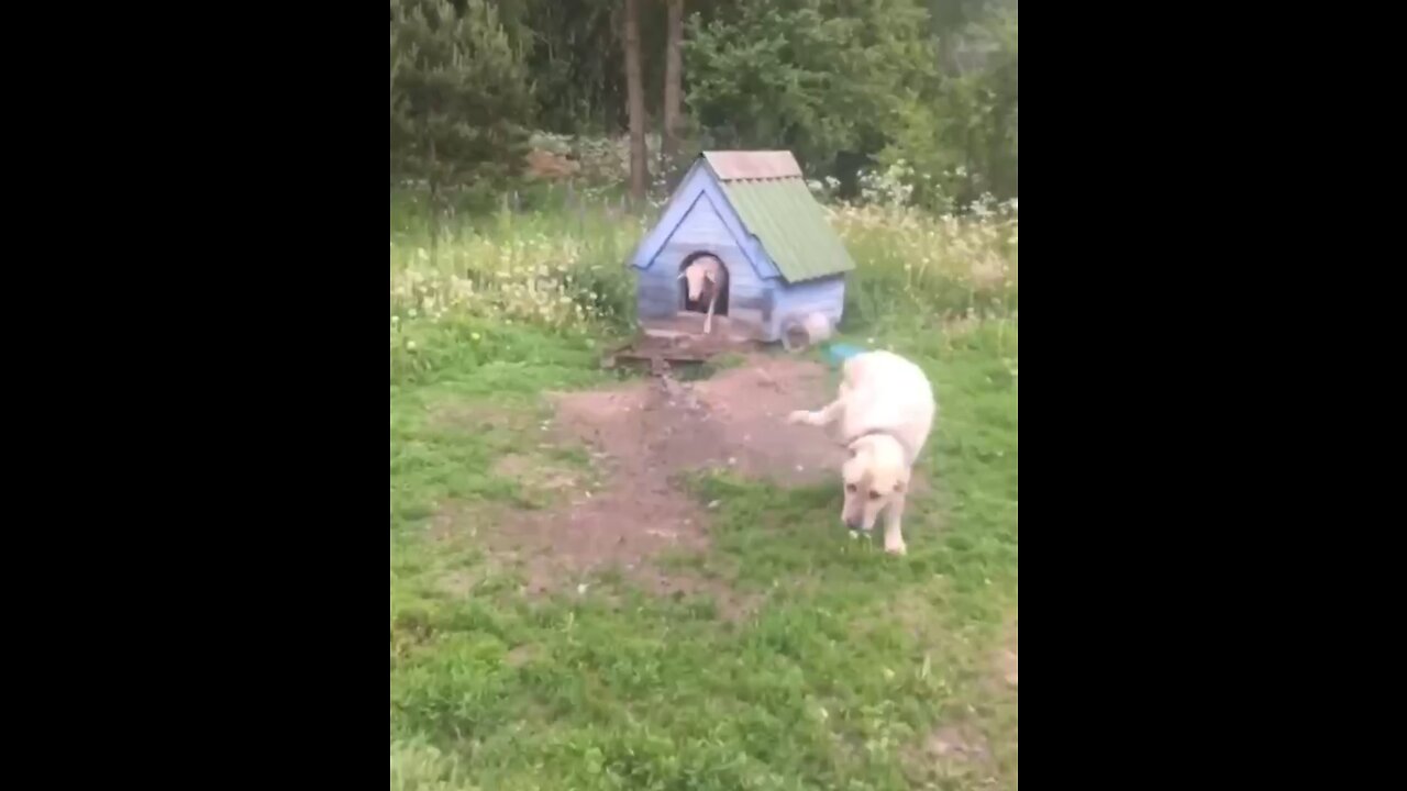 The dog and the sheep decided to live together😂