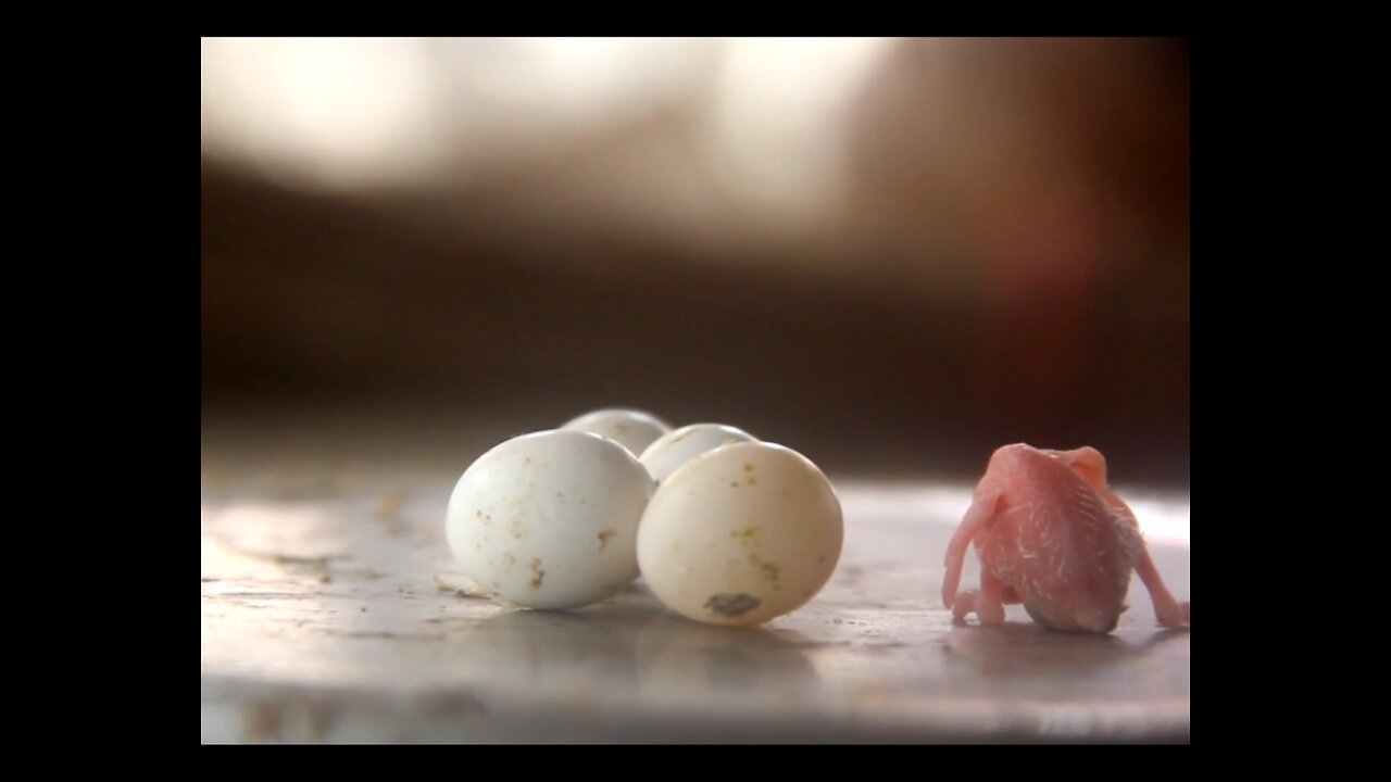 A new baby born of chicken.