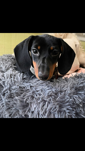 We are teaching our puppies dancing! ROSALIA