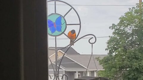 Big Oriole watching at the feeder!