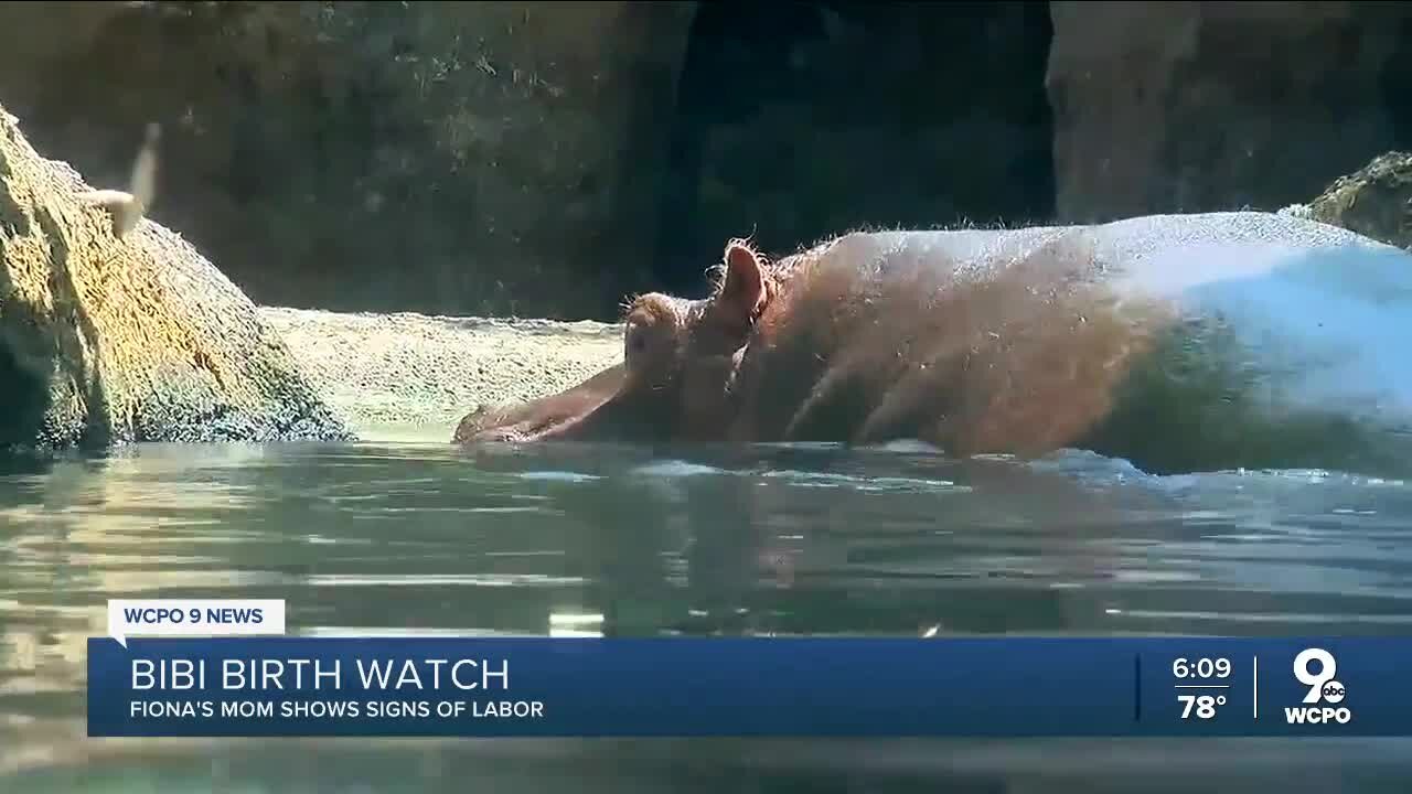 Bibi birth watch: Cincinnati Zoo says Fiona's mom shows signs of labor