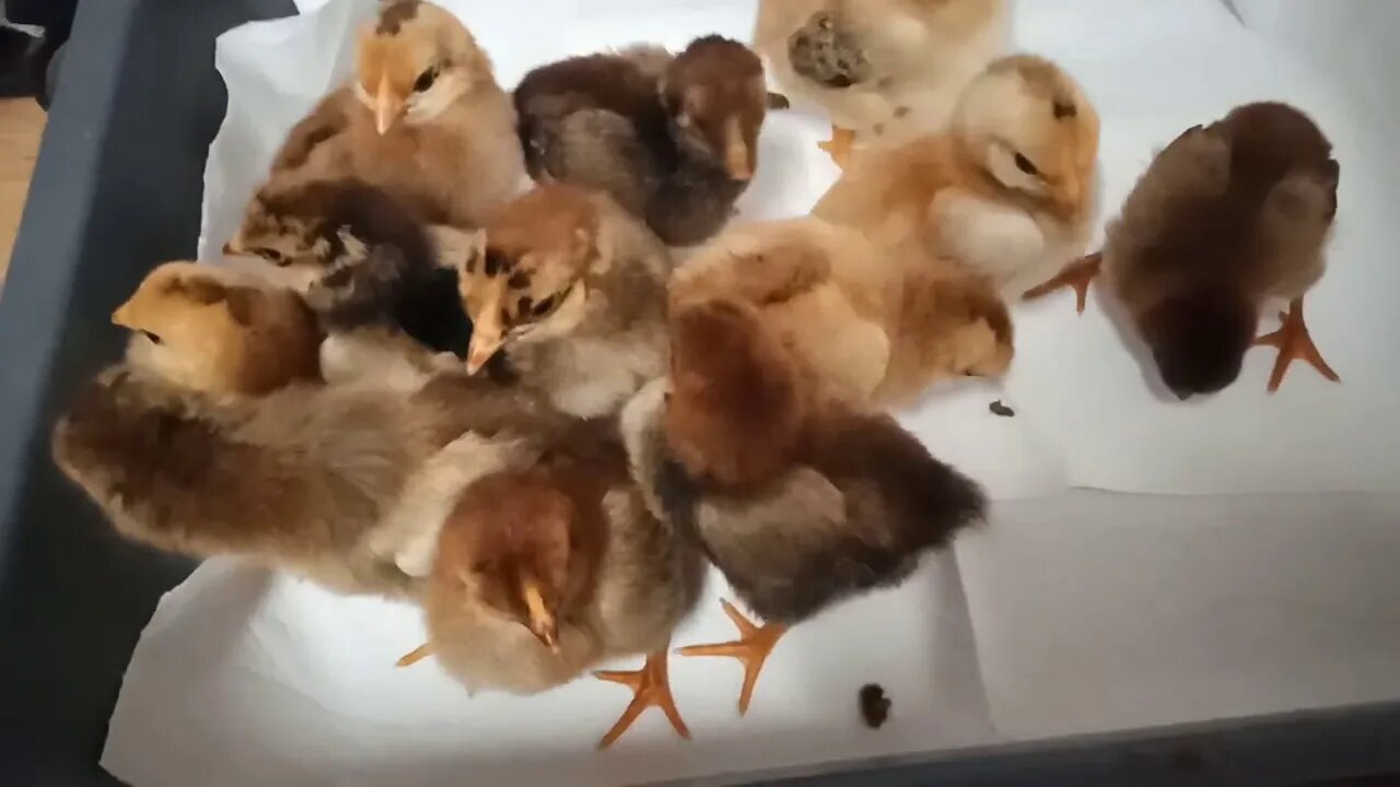 Gold Laced Wyandotte cross chicks, a few days old. Waiting for their bed to be cleaned