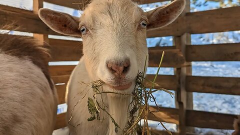 1 of The Reasons GOATS have a bad Reputation (Escape Artists)!