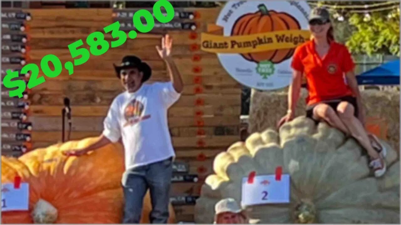 Giant Pumpkin Nut Tree California Bubbas road trip