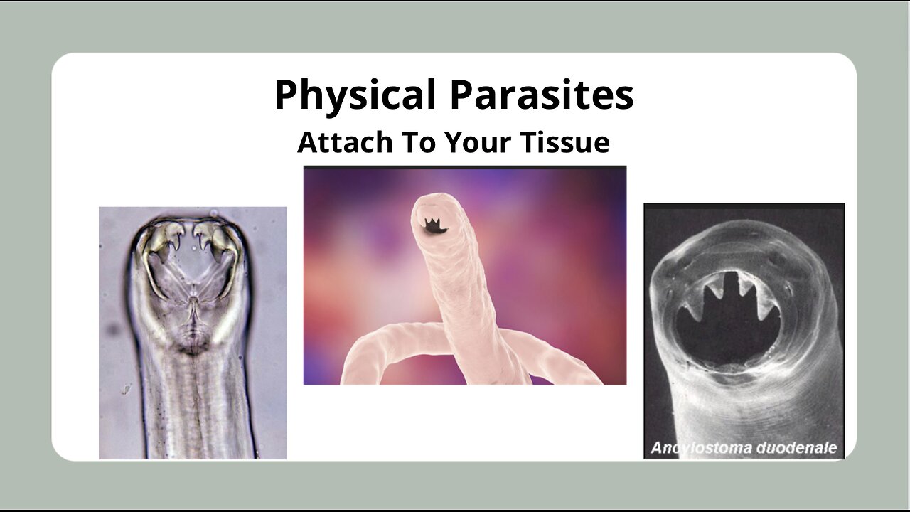 Parasites in Our Physical Body