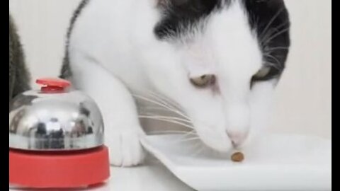 Cats Challenge Eating Cats