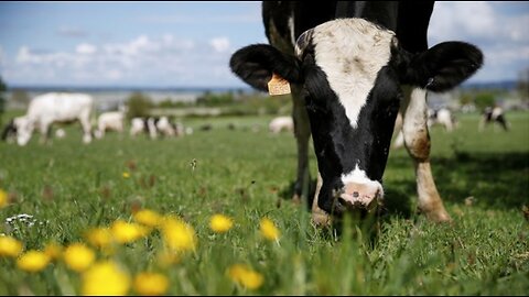 ALIMENTOS, DESAPROPRIAÇÃO E DEPENDÊNCIA: RESISTINDO AO PODER GLOBAL