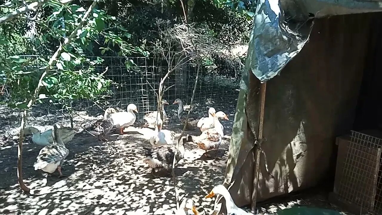 Geese standing around after being in the pond 17th September 2021