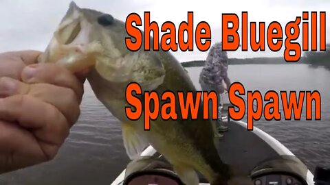 Shad and Bluegill Spawn