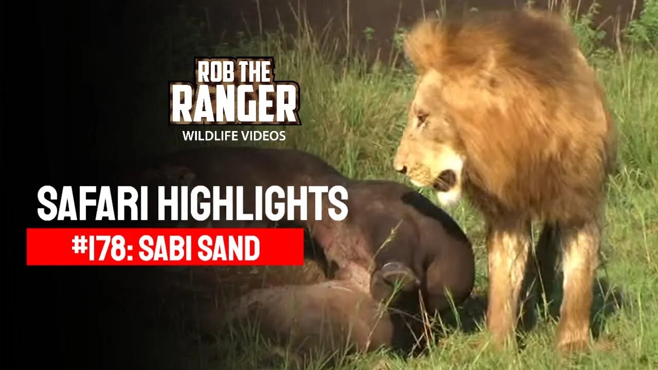 Safari Highlights #178: 03 - 06 December 2012 | Sabi Sand Nature Reserve | Latest Wildlife Sightings